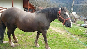 Vând iapă vârsta 9 ani