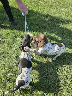 Caței Brac German de vânzare