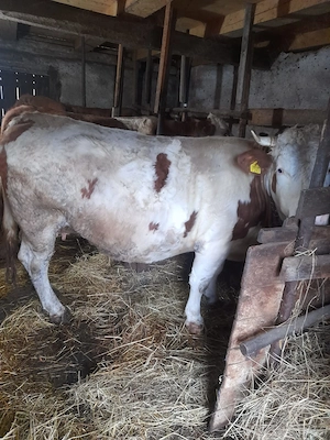 Vând vaca Baltata Romaneasca - imagine 3