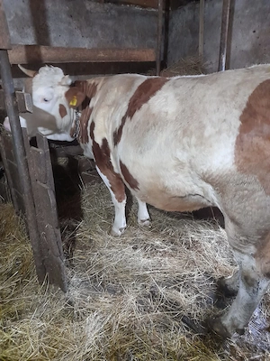 Vând vaca Baltata Romaneasca - imagine 2