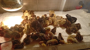 Vând pui de prepeliță 