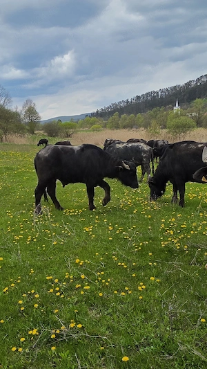 Taur de bivol 2 ani - imagine 3