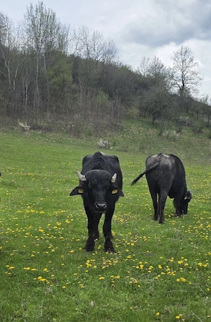 Taur de bivol 2 ani - imagine 2