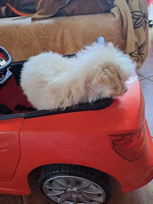 Puiuț de maltiploo pudel cu bichion - imagine 2