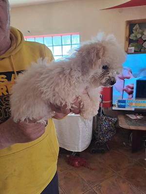 Puiuț de maltiploo pudel cu bichion - imagine 4