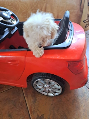 Puiuț de maltiploo pudel cu bichion - imagine 3