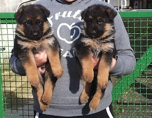 Ciobanesc German rasă pură 