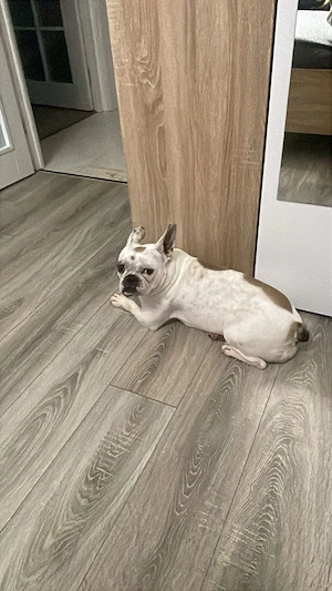 Bulldog francez doua femele - imagine 2