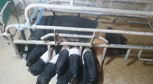 Vând purcei Bazna cu sau fără acte de origine