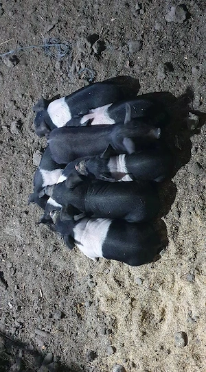 Vând purcei Bazna cu sau fără acte de origine - imagine 3