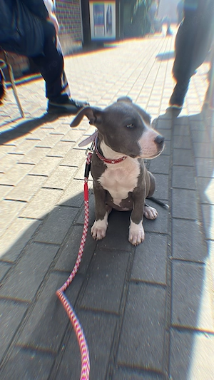 Femela Amstaff de vanzare - imagine 4