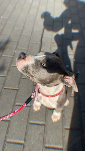 Femela Amstaff de vanzare - imagine 3