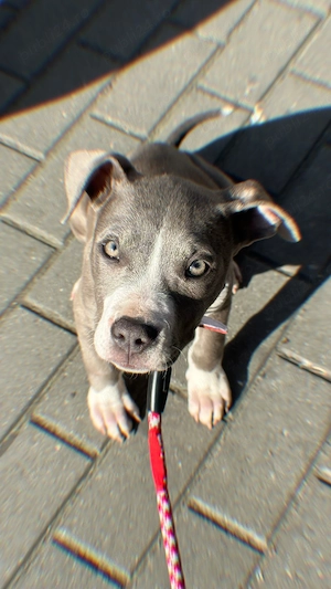 Femela Amstaff de vanzare - imagine 2