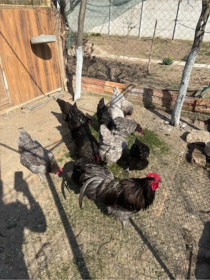 Găini australorp