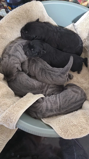 pui cane corso cu  pedigree achr