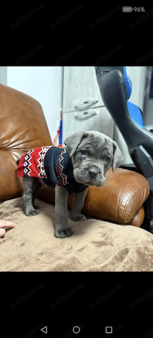 cane corso Achr fci top - imagine 3