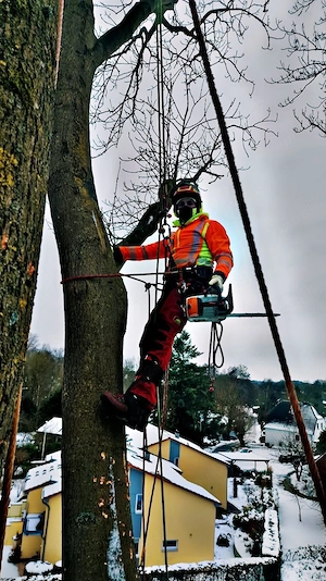 Servicii Profesionale de Toaletare și Tăiere a Copacilor 