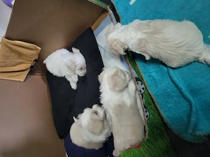 bichon maltese toy - imagine 5