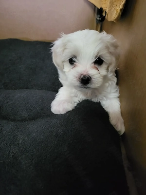 bichon maltese toy