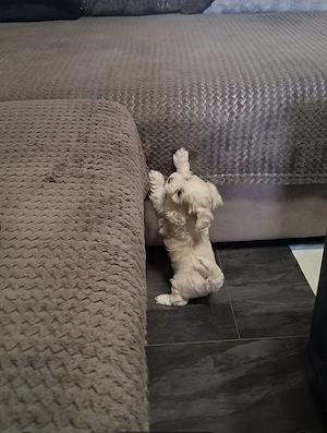 bichon maltese toy - imagine 3