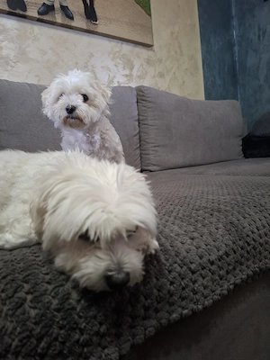 bichon maltese toy - imagine 4