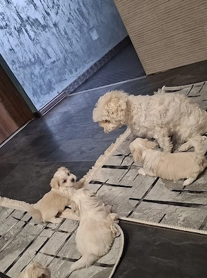 bichon maltese toy - imagine 2