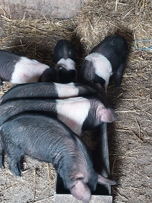 Vând 6 purcei bazna. - imagine 4