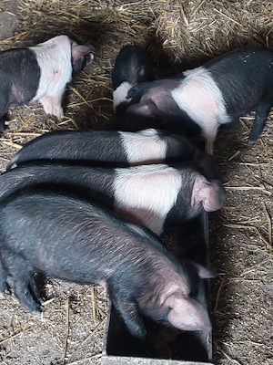 Vând 6 purcei bazna. - imagine 2