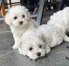 Pui de bishoni de vanzare