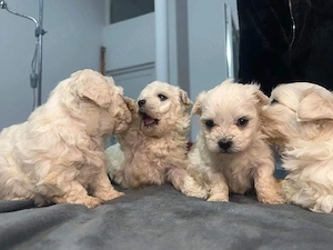 pui bischon rasă pură 