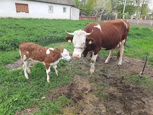 Vacă și vitica - imagine 3
