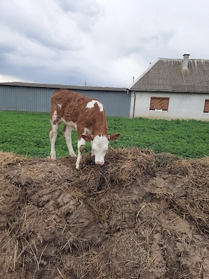 Vacă și vitica - imagine 4