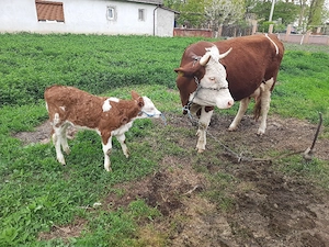 Vacă și vitica - imagine 2