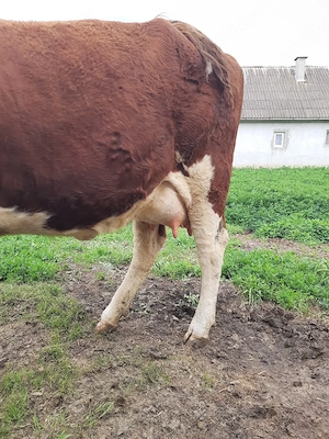 Vacă și vitica - imagine 5