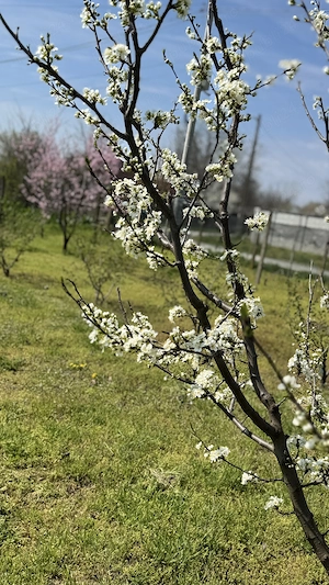 Casa plus teren 3000 mp - imagine 10