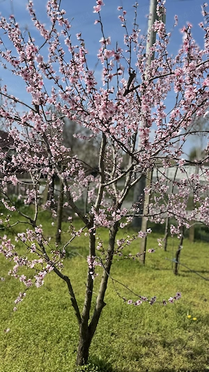 Casa plus teren 3000 mp - imagine 9