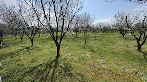 Casa plus teren 3000 mp - imagine 2