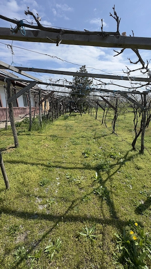 Casa plus teren 3000 mp - imagine 8