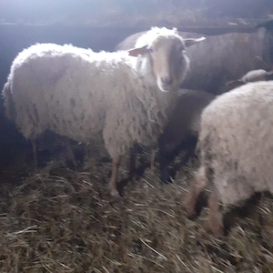 Oaie de vanzare - imagine 2