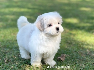 bichon maltez mini toy 