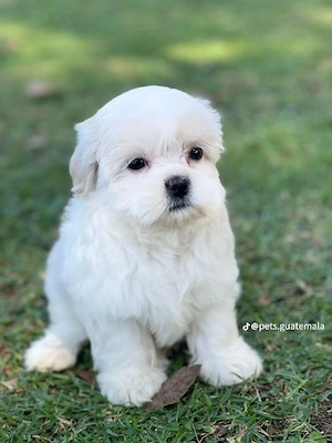 bichon maltez mini toy  - imagine 3