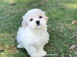 bichon maltez mini toy  - imagine 2