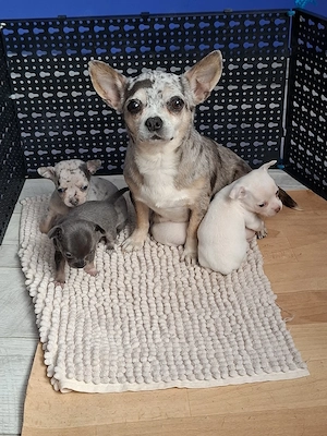 chihuahua cu ochi albastri ,  merle.  raritate - imagine 5