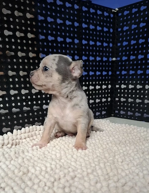 chihuahua cu ochi albastri ,  merle.  raritate - imagine 4