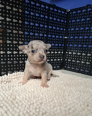 chihuahua cu ochi albastri ,  merle.  raritate - imagine 3