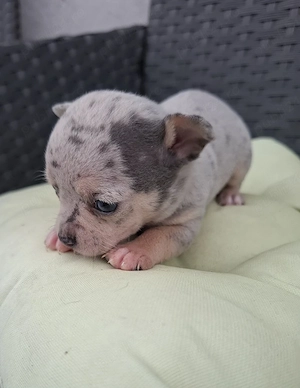 chihuahua cu ochi albastri ,  merle.  raritate - imagine 2