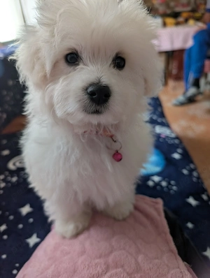 Bichon Maltez fetita - imagine 2