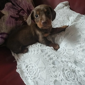 Teckel mascul 5 săptămâni  - imagine 2