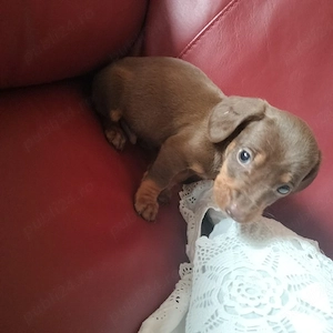 Teckel mascul 5 săptămâni 