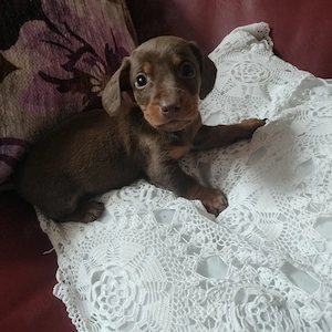 Teckel mascul 5 săptămâni  - imagine 4